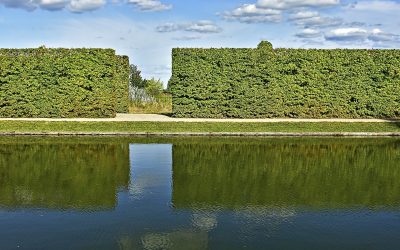 Welke haag past bij jouw tuin?