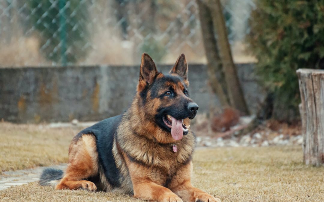 Waar moet je op letten als je een grote hond hebt?