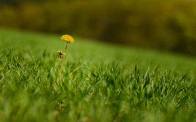 Tuinaanleg en onderhoud: belangrijke aspecten voor een prachtige tuin