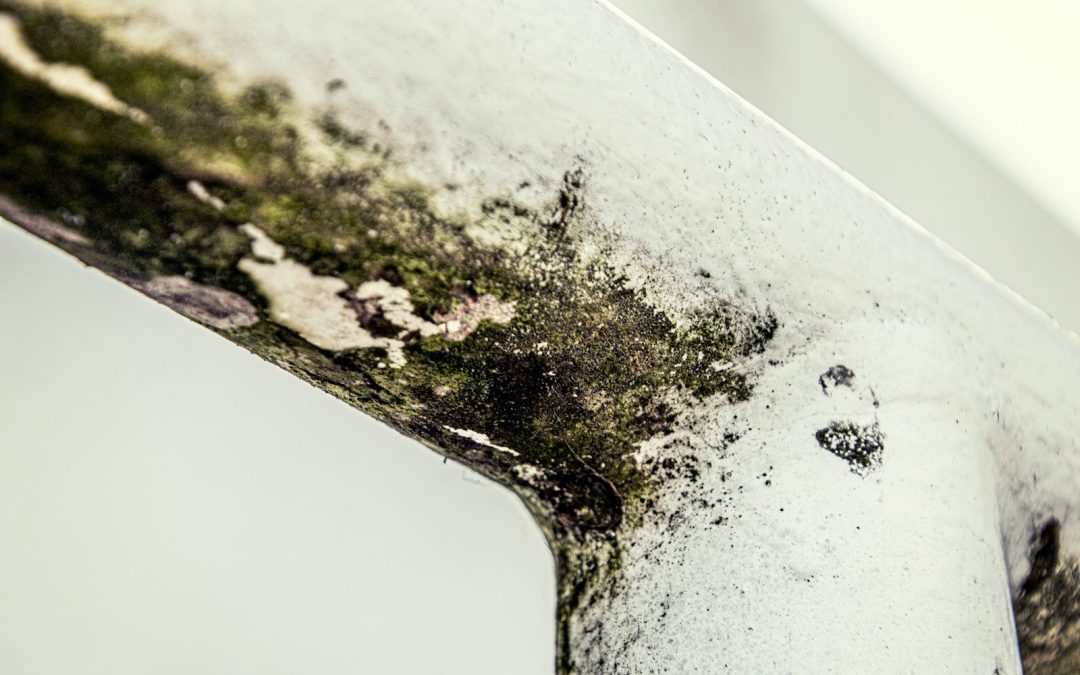 a close up of a piece of metal with moss growing on it