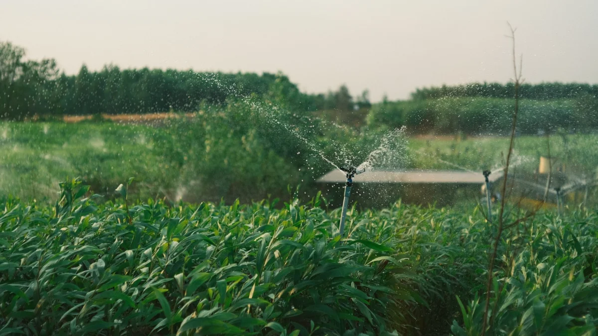 Een levendig groen veld met waterbesproeiing onder zacht avondlicht, waardoor een rustige agrarische scène ontstaat.