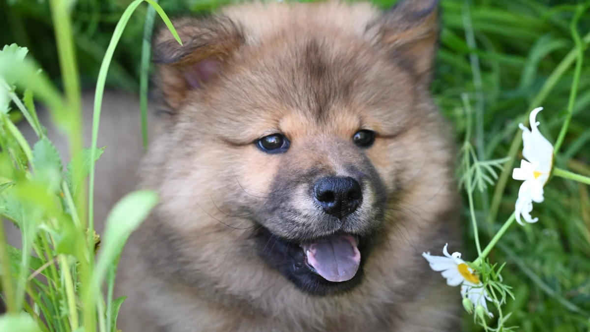 Dit zijn veel voorkomende kwaaltjes bij honden
