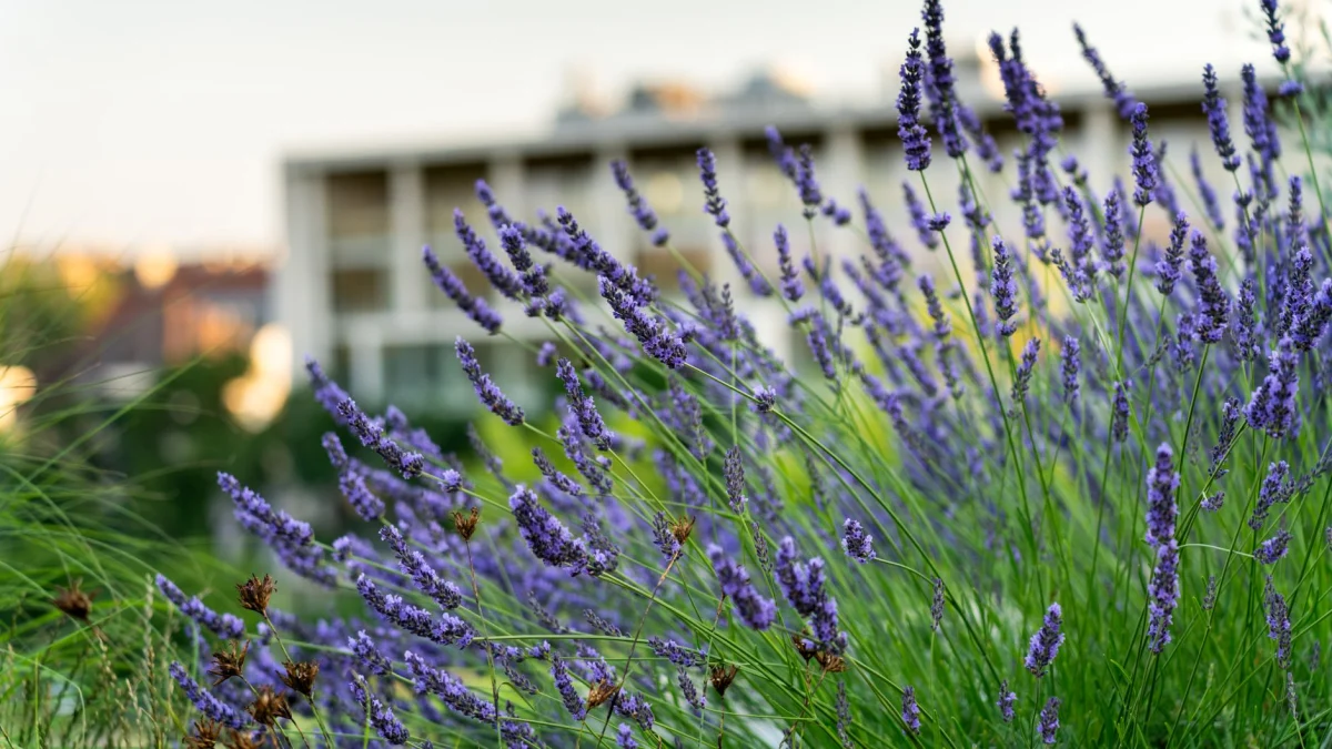 Levende lavendelbloemen bloeien in een stedelijke tuin met een gebouw op de achtergrond.