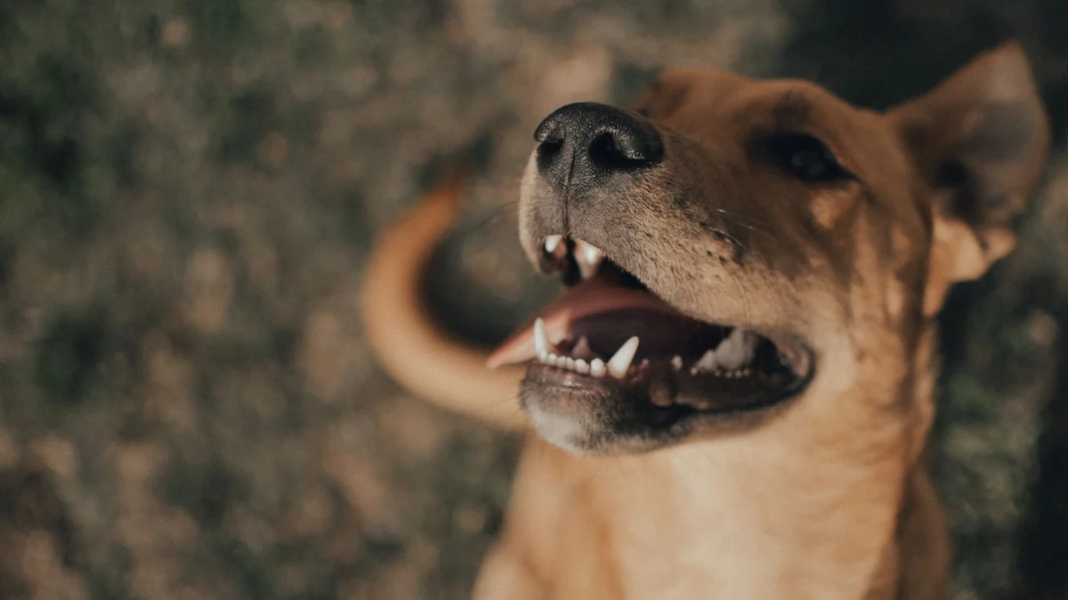 Zo maak je een einde aan tandsteen bij je hond